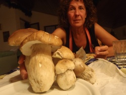 Porcini